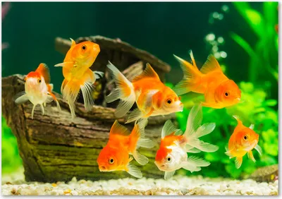 Produktbild von Tulup® Glas-Bild - 100 x 70 - Wandbild aus Glas - Wandkunst - Wandbild hinter gehärtetem Sicherheitsglas - Tiere - Goldfisch - Orange