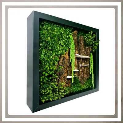 A framed moss artwork with a black frame, featuring various types of moss, bark, and small white mushroom-like decorations.