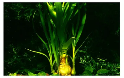 Produktbild von Aquariumpflanze Crinum thaianum Wasserpflanzen für Aquarien