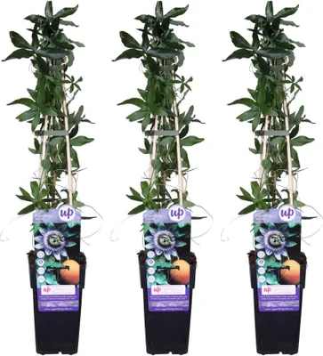Produktbild von Blaue Passionsblume - Passiflora caerulea - ↨65cm - Ø15cm - 3 Stück