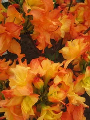Produktbild von Rhododendron mixtum Feuerköpfchen - sommergrüne Azalee Feuerköpfchen