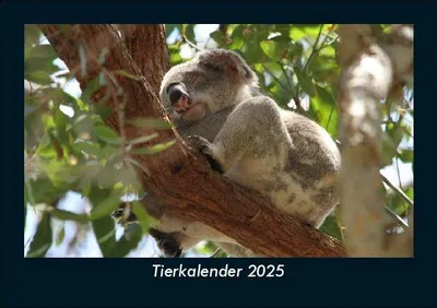 Produktbild von Tierkalender 2025 Fotokalender DIN A5
