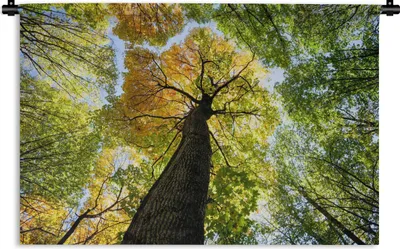 Produktbild von MuchoWow® Wandteppich Wandbehang Baum - Natur - Wald 90x60 cm Tapisserie Dekoration Wandtuch - Wandskulpturen - Bildteppich