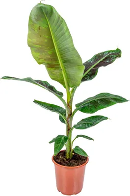 Zdjęcie produktu dla Bloomique - Musa Dwarf Cavendish - Bananowiec - Roślina doniczkowa - Oczyszczająca powietrze - Przyjazna dla zwierząt - Wysokość 80-100 cm - Doniczka 21 cm