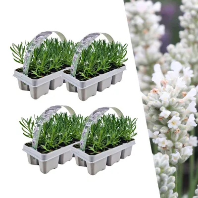 Produktbild von Plants by Frank | 24 Weißer Duft-Lavendel Pflanzen | Lavandula Angustifolia | Echter Lavendel | Lavendelstrauch | Gartenpflanzen