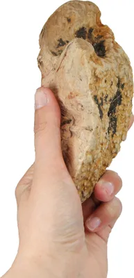Produktbild von Schecker - Kauwurzeln - das Dauer-Kauspielzeug S (125-250 g)