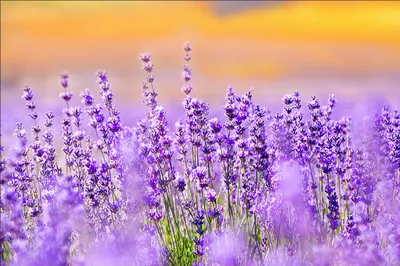 Produktbild von Muralo Fototapete Blumen 400 (B) x 280 (H) cm Vlies Tapete Wandtapeten Wohnzimmer Schlafzimmer moderne Wandbilder XXL Pflanzen Natur Wand Dekoration