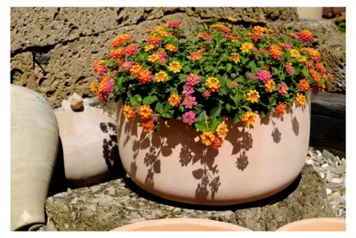Produktbild von Pflanzschale,Pflanzgefäß,Blumentopf,helles Terracotta,frostfest!3 Größen wählbar (30 cm)