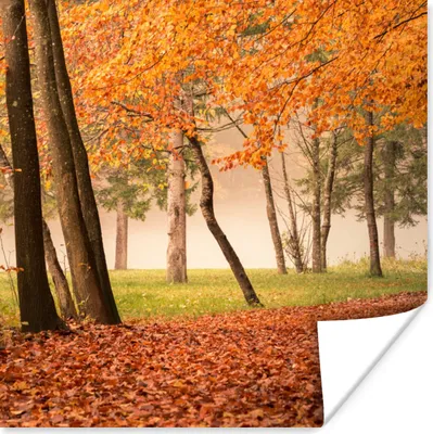 Produktbild von MuchoWow® Poster Blätter - Herbst - Wald 50x50 cm - Wohnzimmerdekoration
