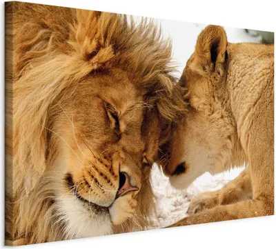 Produktbild von Italienischer Leinwand Leinwandbild - Love's Secret 30x20 cm Tiere g-B-0034-b-c