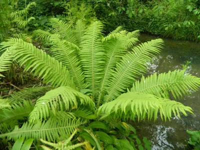 Zdjęcie produktu dla 6 x Matteuccia struthiopteris - paproć strusia - doniczka 9 x 9 cm