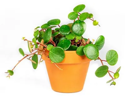 Obrázek produktu pro Gardners Peperomia Pepperspot, průměr 6 cm