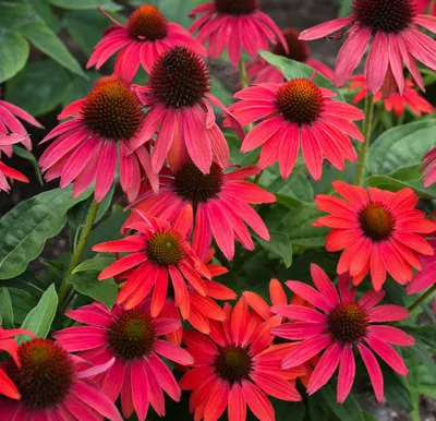 A close-up view of several red coneflowers in bloom, with green foliage in the background.