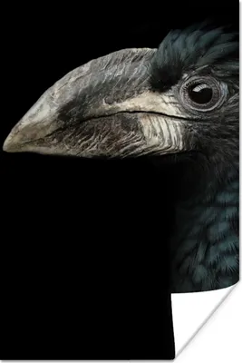 Produktbild von MuchoWow® Poster Vogel - Porträt - Hornvogel - Schwarz - Tiere 80x120 cm - Papierdruck