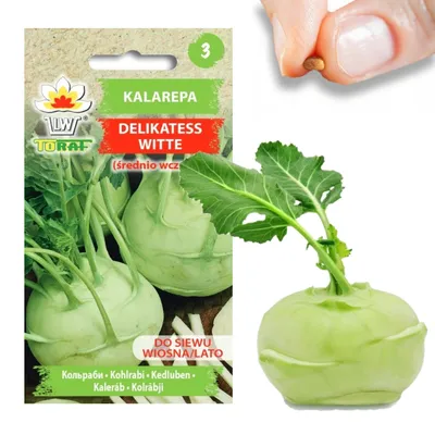 Obrázek produktu pro Semena kalarpese Delicatess Witte White Wy Jaro/Léto 2G Semena kedluben Semena zeleniny