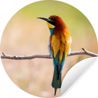 Produktbild von MuchoWow® Runde Wandtattoo - Wandsticker Tapete Aufkleber Vögel - Bienenfresser - Tiere Ø 80 cm Selbstklebend und Repositionierbar - Wandaufkleber - Kreis - Mauerkreis - Wand Bilder - Wandsticker - Wohnzimmer Dekoration - Dekoration für die Wände - Aluminium - Babyzimmer