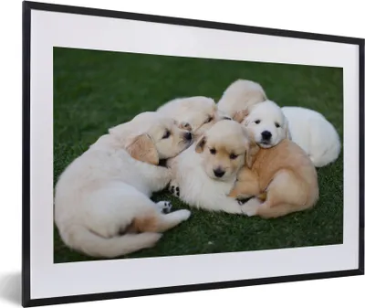 Produktbild von MuchoWow® MuchoWow® Gerahmtes Poster Tiere - Welpen - Hunde 60x40 cm - Poster mit zchwarzem Bilderrahmen - Schlafzimmer - Plakat in Rahmen - Drucken
