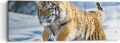 Produktbild von Bild auf Leinwand - Leinwandbild - tiger tier - 90x30cm - Wand Bild - Wanddeko - Wandbilder - Leinwanddruck - Bilder - Kunstdruck - Wanddekoration - Leinwand bilder - Wandkunst - CA90x30-3928