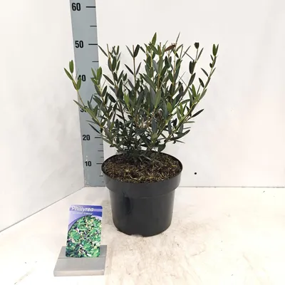 Produktbild von Phillyrea angustifolia ‘Green Up’ - Schmalblättrige Steinlinde | 40-50 cm im Topf