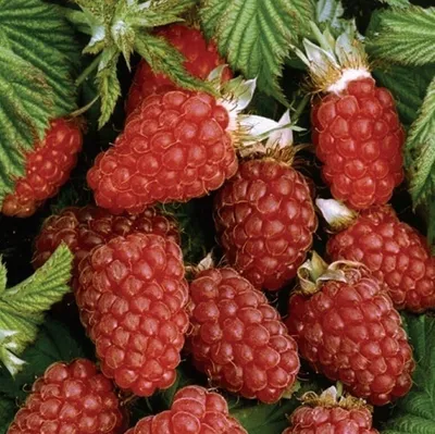 Zdjęcie produktu dla Malinojeżyna Loganberry 2L