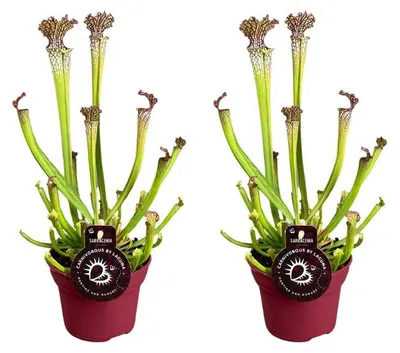 Immagine prodotto di Sarracenia farnhamii | 2 pezzi - 30-40cm - Ø12cm - Pianta d'appartamento - Sempreverde - Multideal