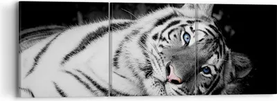 Produktbild von Bild auf Leinwand - Leinwandbild - 3 Teile - Weiß Tiger Schwarz und Weiß - 90x30cm - Wand Bild - Wanddeko - Wandbilder - Leinwanddruck - Bilder - Wanddekoration - Leinwand bilder - CA90x30-4247