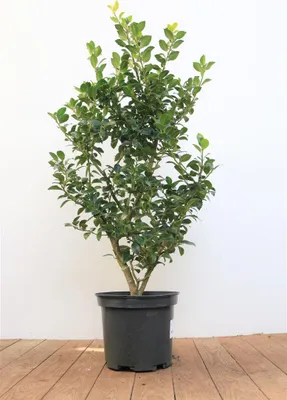 Produktbild von Ilex meserveae 'Heckenfee', Stechpalme, immergrün, 40–50 cm