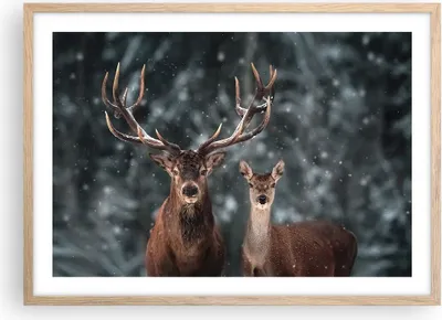 Produktbild von Gerahmtes Poster - Rahmen in heller Eiche - Hirsch Rentier Reh - 70x50 cm - Wand Bild - Wanddeko - Wandbilder - Kunstposter - Wandposter - Bilderrahmen - Bilder - Kunstdruck - P2NAA70x50-5060