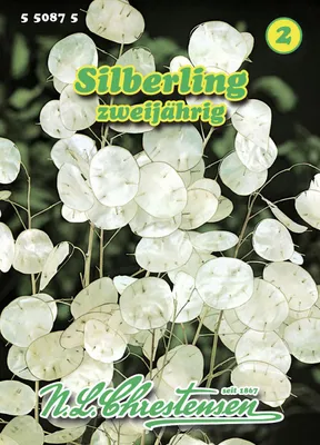Artikelbild 1 von 'Silberling' aus der Kategorie Blumensamen