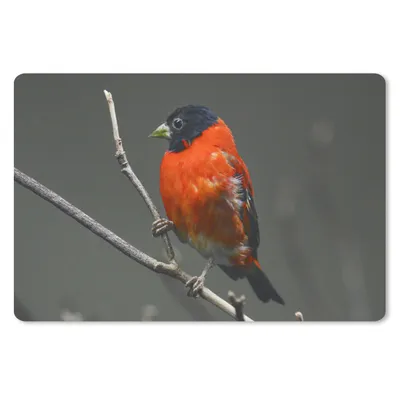 Produktbild von MuchoWow® Schreibtischunterlage Vogel - Rot - Zweig 60x40 cm - XXL Mauspad - Großes Mauspad