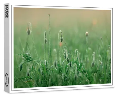Produktbild von raxxa Premium-Puzzle "Mohnblumenwiese", 1000 Teile