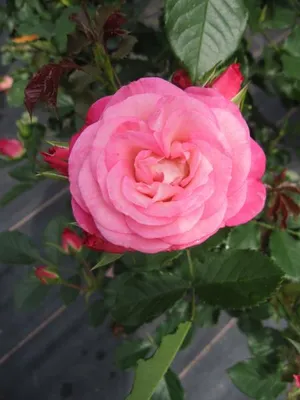 Produktbild von Beetrose Xenia ® - Rosa Xenia ® - Kordes Rose - ADR Rose