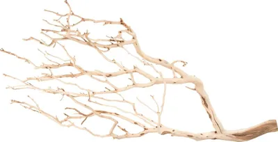 Produktbild von Manzanita Baum sandgestrahlt, Höhe ca. 90cm