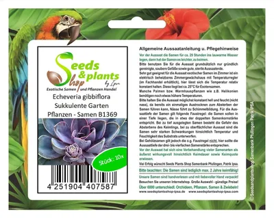 Zdjęcie produktu dla 10x Echeveria gibbiflora Sukulenty ogrodowe - Nasiona B1369