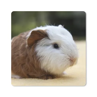 Produktbild von MuchoWow® Mauspad Mousepad Junges Meerschweinchen 20x20 cm - Mousepads - Maus Mat - Pad - Mausunterlage - Desk Mat - Bureauartikeln