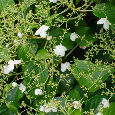 Produktbild von Hydrangea Petiolaris, Kletterhortensie, 50-70 cm, Topf 15 cm
