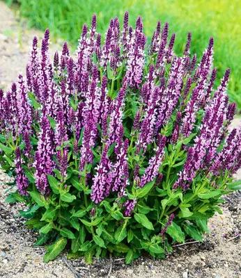 Produktbild von BALDUR Garten 6x Salvia 'Pink Profusion', Pflanzen im 9x9 cm-Topf, essbare, duftende Blüten, winterhart & trockenresistent, pflegeleicht, ideal für Naturgärten & Kräuterbeete