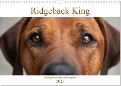Produktbild von Ridgeback King (Wandkalender 2025 DIN A3 quer), CALVENDO Monatskalender