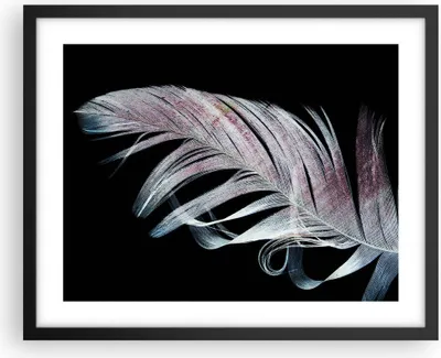 Produktbild von Gerahmtes Poster - Schwarzer Rahmen - Feder die Farben Zartheit - 50x40 cm - Wand Bild - Wanddeko - Wandbilder - Kunstposter - Wandposter - Bilderrahmen - Bilder - Kunstdruck - P2BAA50x40-4959