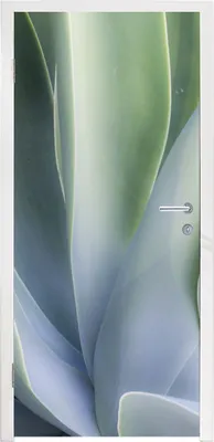Produktbild von MuchoWow® Türtapete Selbstklebende Türfolie Agavenblätter 90x205 cm Türposter Türaufkleber Klebefolie Türklebefolie - Türaufklebern