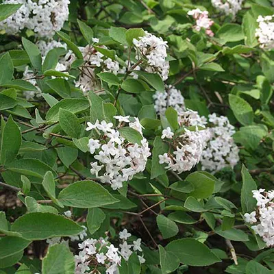 Produktbild von Duftschneeball - Viburnum farreri | 60-80 cm im Container