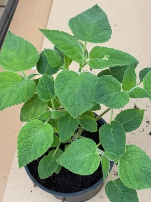 Produktbild von Fruchtsalbei - Salvia dorisiana