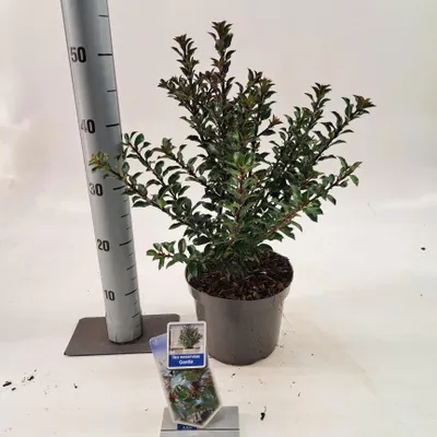 Obrázok produktu pre Ilex meserveae Gentle ('Annys Dwarf'PBR) – cesmína | 40–50 cm v črepníku