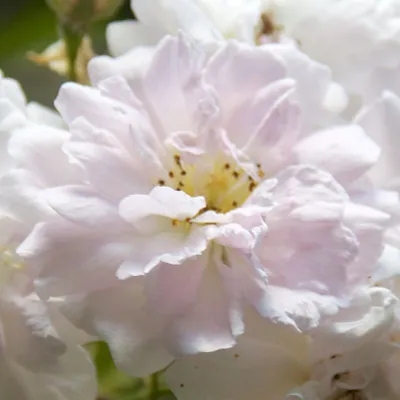 Produktbild von Rosa  - Kletternde Rose - Rosa 'Paul's Himalayan Musk'