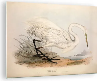 Produktbild von Bilder auf glas - Einteilig - Vogel Weiß Reiher - 70x50cm - Glasbilder - Wandbilder - Bilder - zum Aufhängen bereit - Wanddekoration aus Glas - Glas Bilder - Wandbild auf Glas - GAA70x50-4979