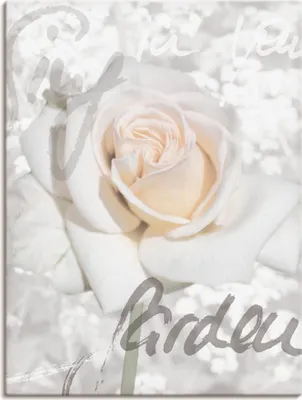 Produktbild von ARTland Leinwandbild Rose Größe: 45x60 cm