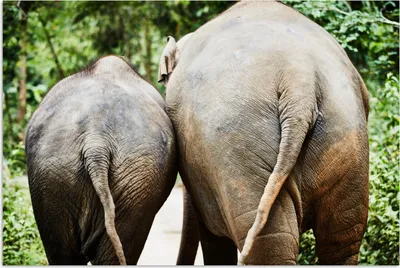 Produktbild von MuchoWow® Poster Elefant - Tiere - Grau - Natur 60x40 cm - Schlafzimmerdekoration