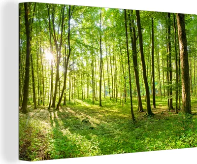 Produktbild von MuchoWow® - Leinwandbilder - Natur - Bäume - Wald - Grün - Sonnenlicht, Wandbild, Wanddeko Bilder Wohnzimmer, 120x80cm