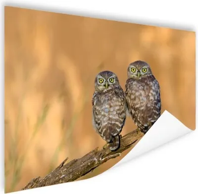 Produktbild von MuchoWow® Poster Eulenpaar 60x40 cm - Schlafzimmerdekoration