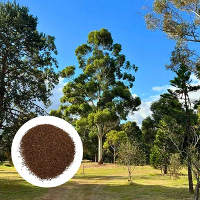 Obrázek produktu pro Semena Eucalyptus Grandis - balení 50 ks - Exotická semena - Rychlerostoucí - Eukalyptus obrovský